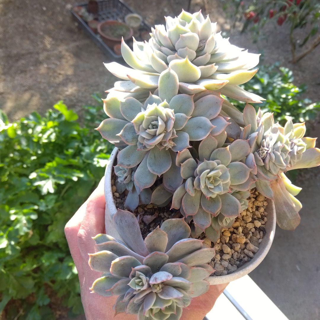 アサ様 リクエスト 5点 まとめ商品