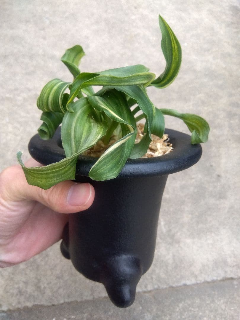 pao.　万年青　おもと　獅子　縞斑　4号陶器鉢つき　3株群生❗　ら