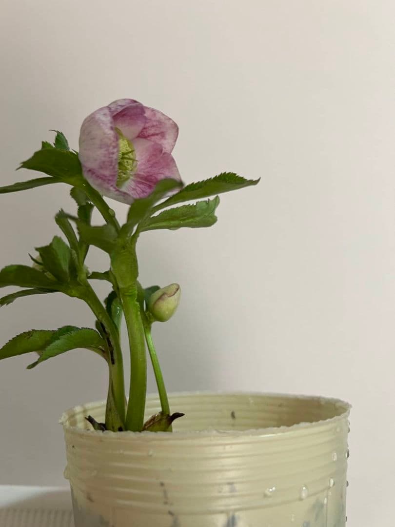 花*菜様 クリスマスローズ　モーリー　苗　株分け