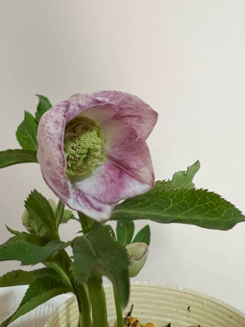 花*菜様 クリスマスローズ　モーリー　苗　株分け