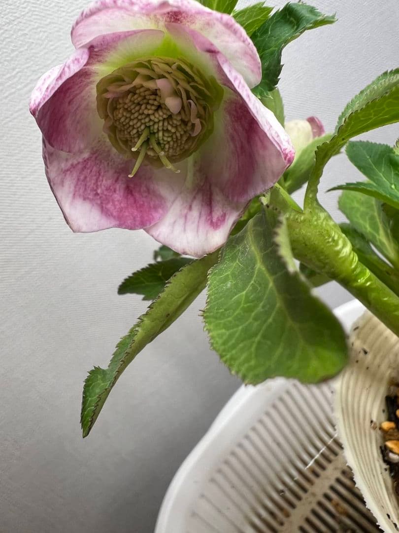 花*菜様 クリスマスローズ　モーリー　苗　株分け