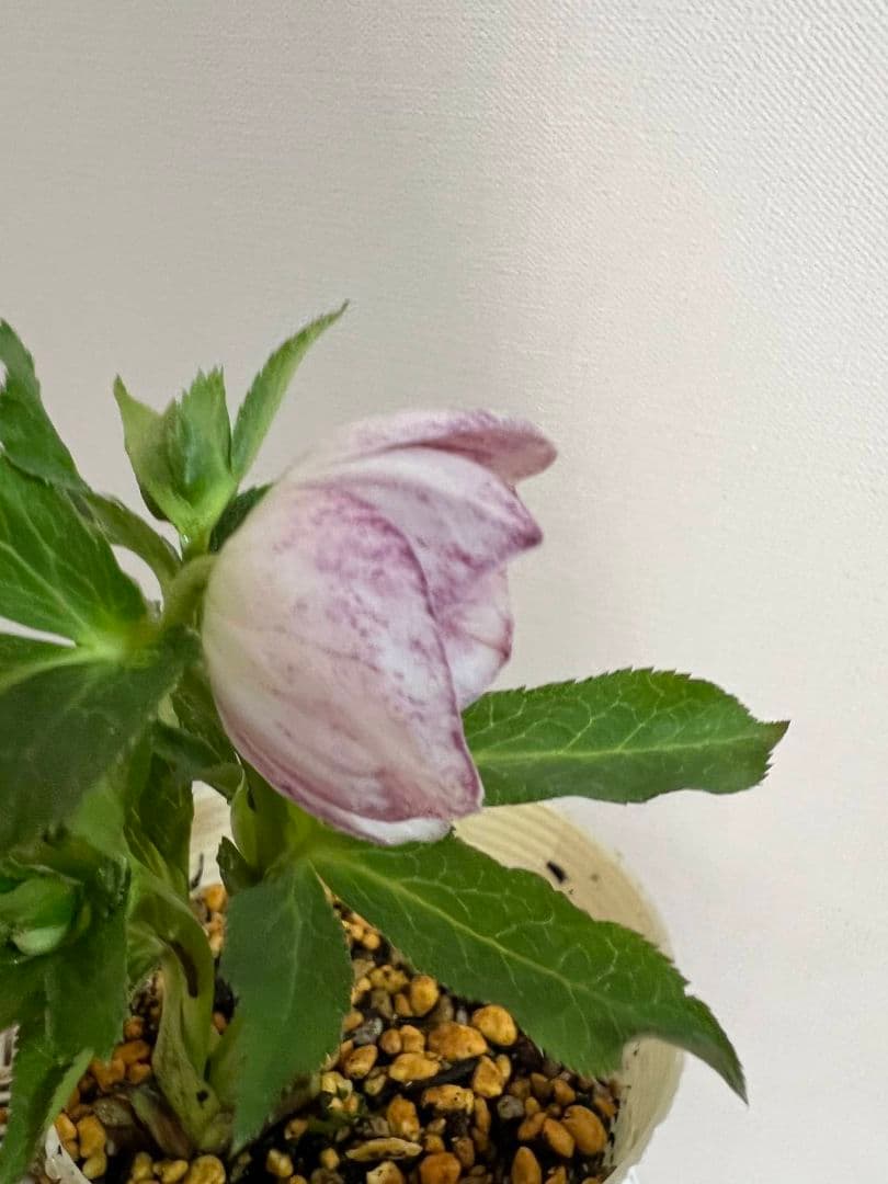 花*菜様 クリスマスローズ　モーリー　苗　株分け