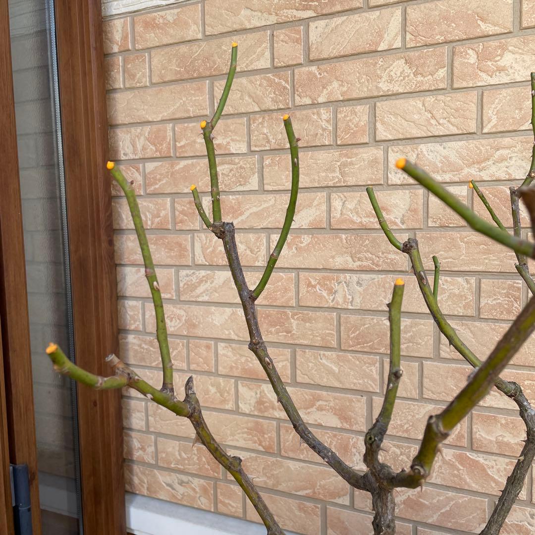 【ロアルドダール】　イングリッシュローズ　苗