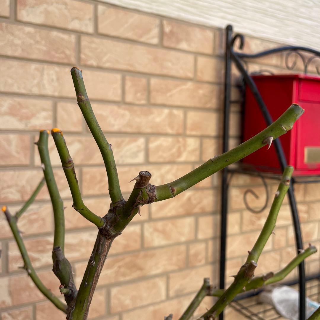 【ロアルドダール】　イングリッシュローズ　苗