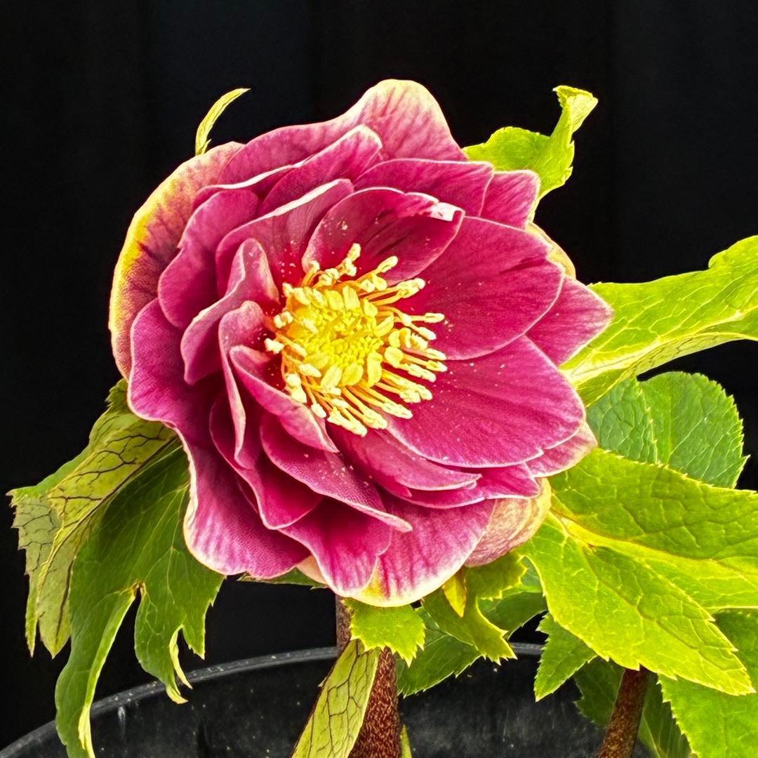 タ*ー様 3550☘️蕾花付き☘️⭐️ソレイユ⭐️紅ピンク⭐️広瀬園芸⭐️