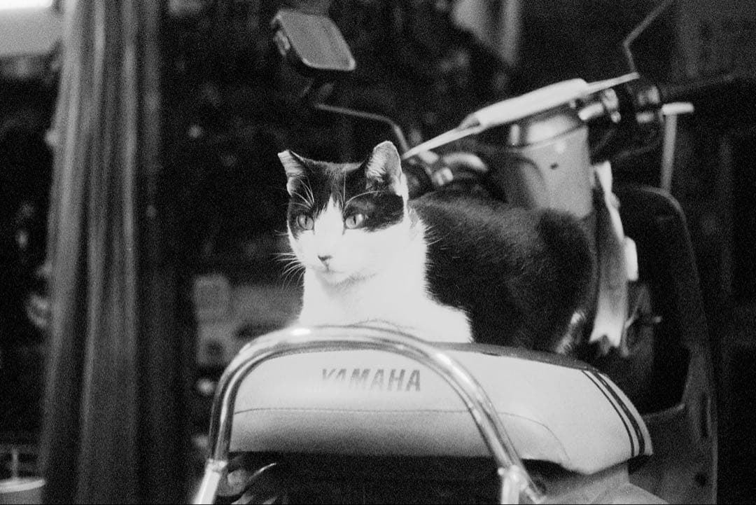 elmar 50mm f3.5 整備済み + フードVALOO・L/Mリング