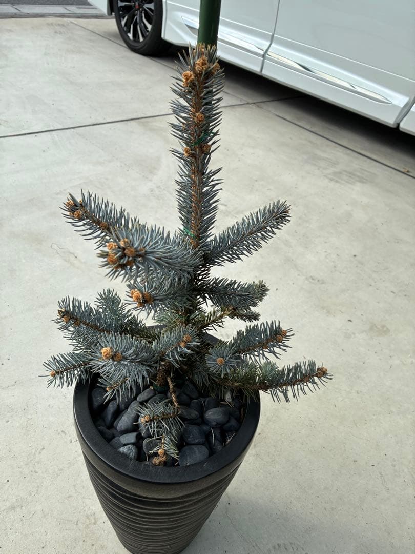 セピア　プンゲンスホプシー　苗