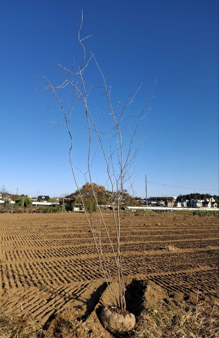 アブラチャン 山彩り ――アオダモ アオハダ モミジ 雑木 ――