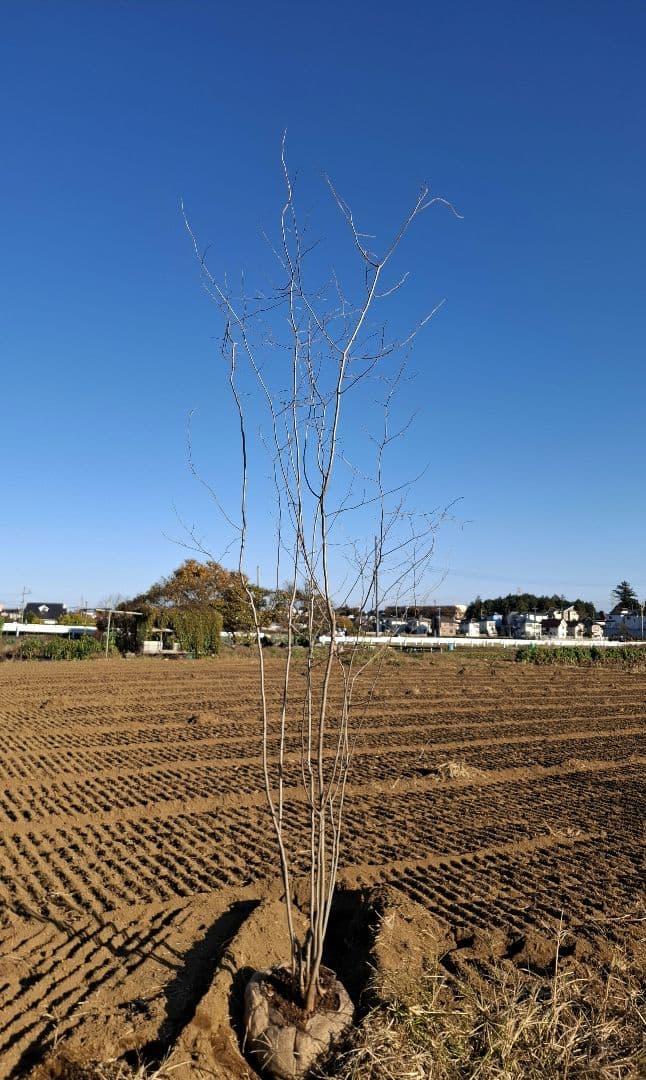 アブラチャン 山彩り ――アオダモ アオハダ モミジ 雑木 ――