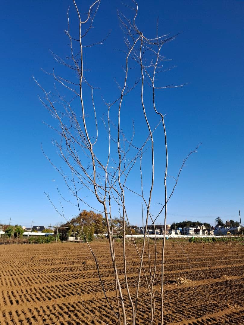 アブラチャン 山彩り ――アオダモ アオハダ モミジ 雑木 ――