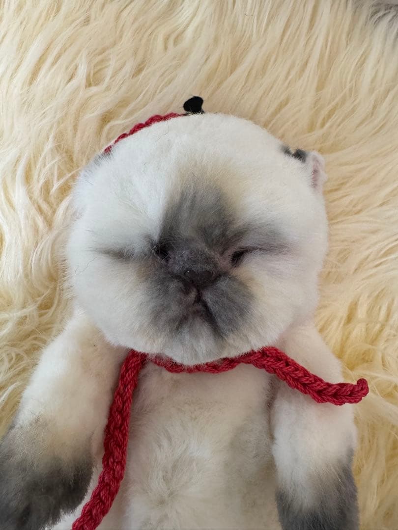 海外作家様作　アートドール　猫の赤ちゃん2体セット