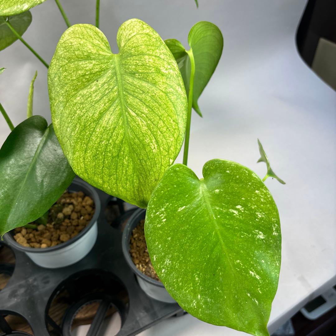 ぴ*く様 5株セットms116【特別選抜】ホワイトモンスター／天津蘭 モンステラ