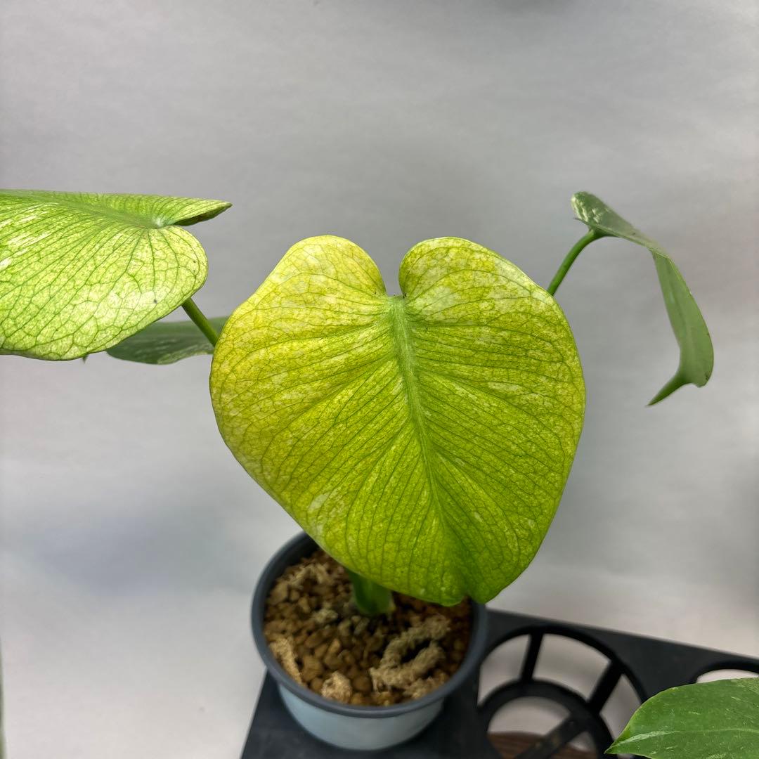 ぴ*く様 5株セットms116【特別選抜】ホワイトモンスター／天津蘭 モンステラ