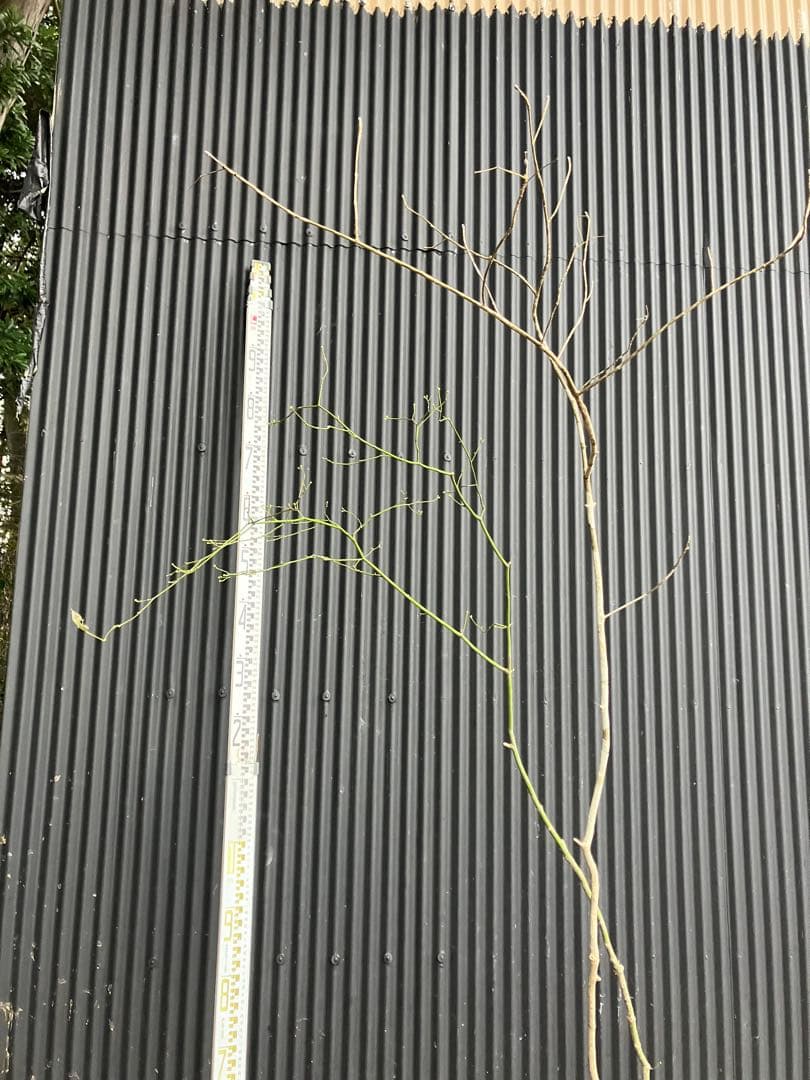 くまま 山採り　アオダモ　コハウチワカエデ　混合株