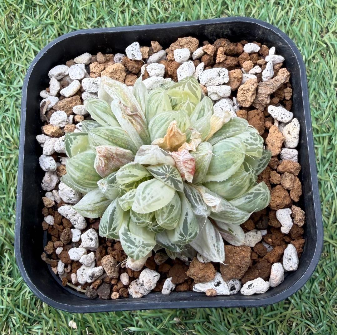 多肉植物 ハオルチア 白銀の露 ②