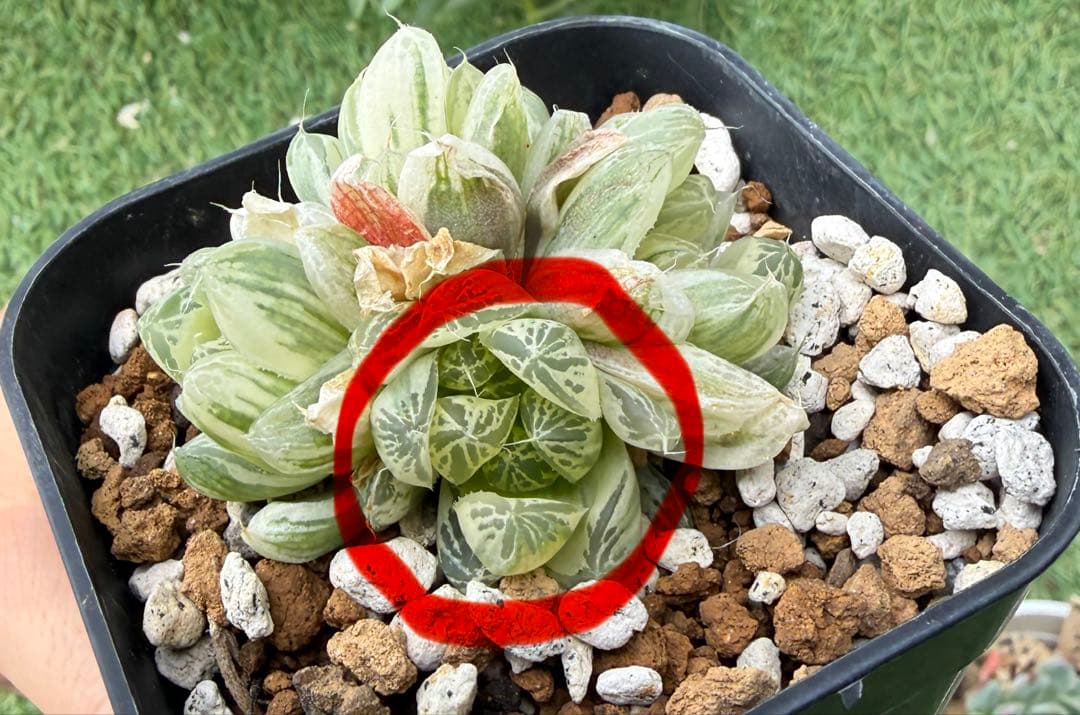 多肉植物 ハオルチア 白銀の露 ②