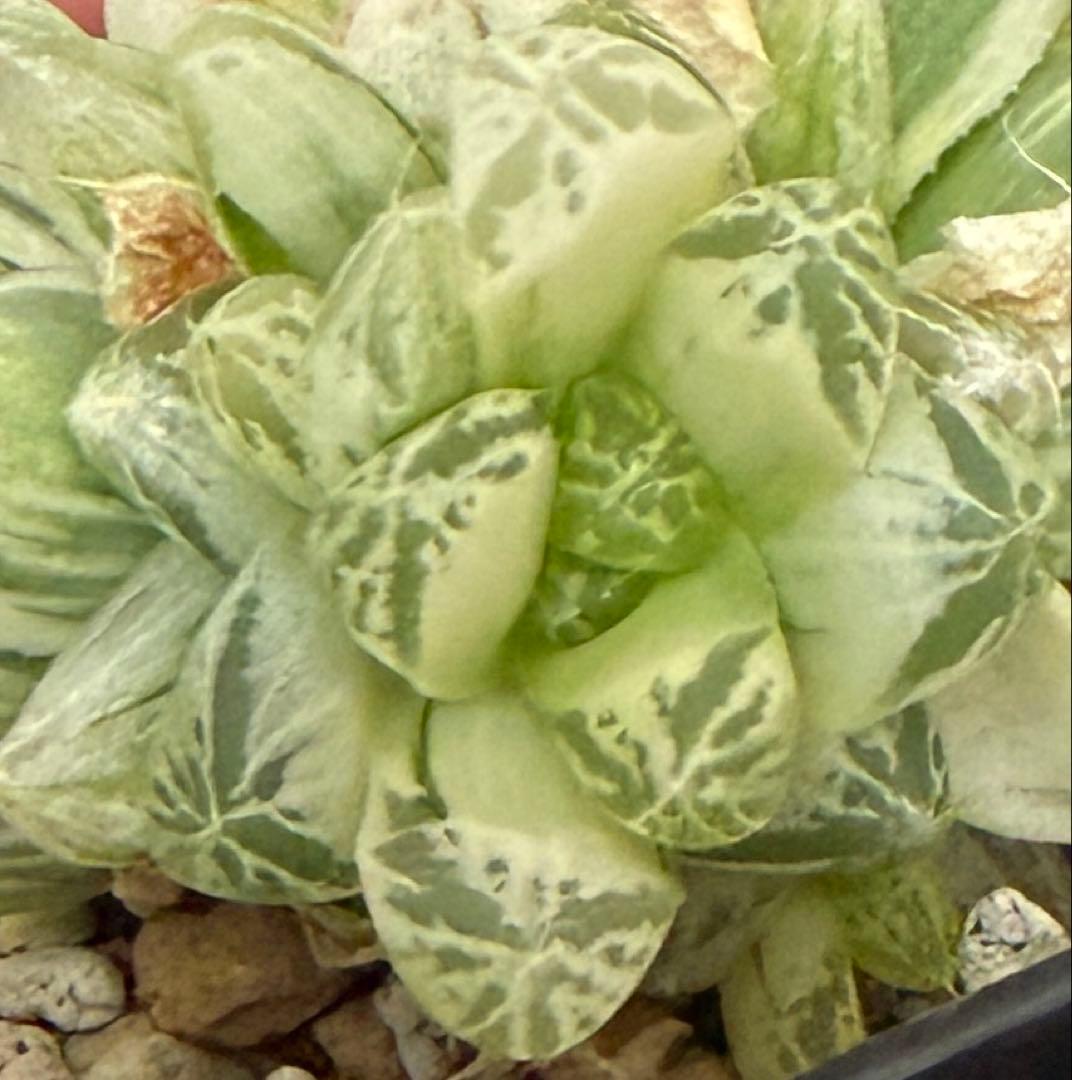 多肉植物 ハオルチア 白銀の露 ②