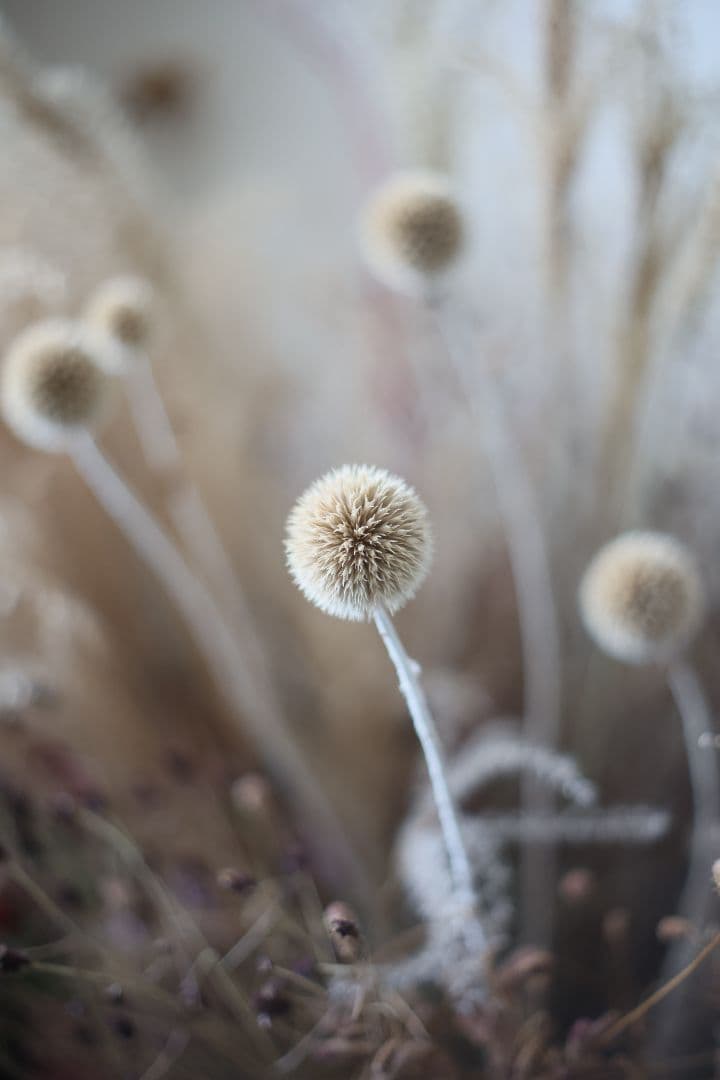 YASHICA AUTO YASHINON-DX 50mm F1.7【光学美品】