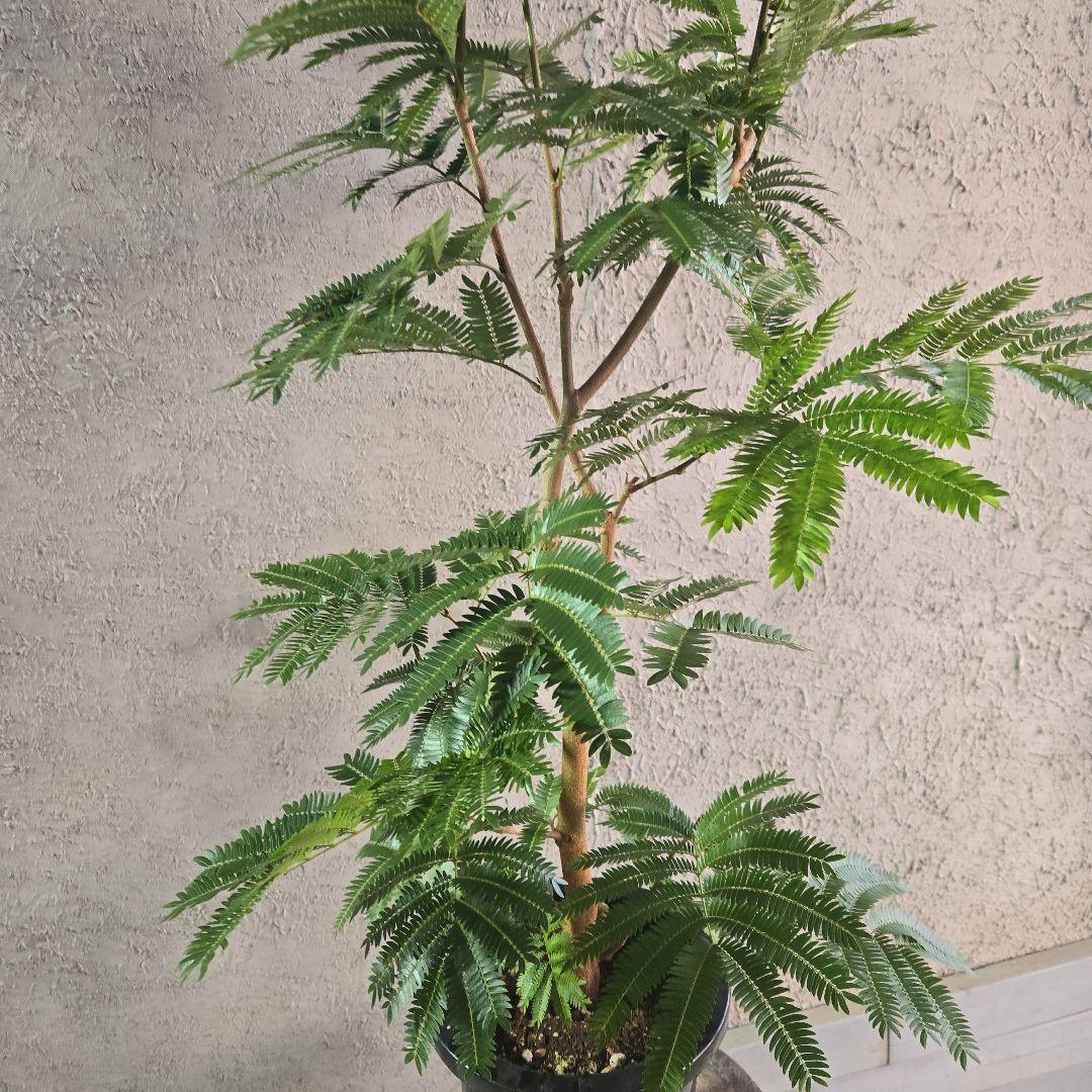 ⑦　エバーフレッシュ　8号特大苗木最高等級極太‼️