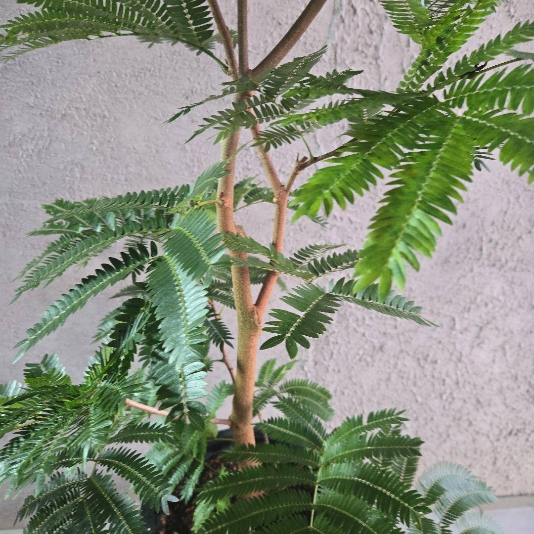 ⑦　エバーフレッシュ　8号特大苗木最高等級極太‼️