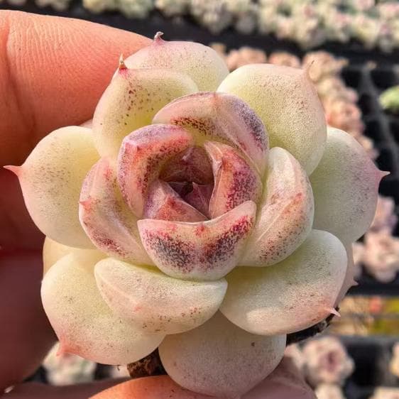 Top【選抜株】　多肉植物 23472ウェルス 105個　プラグトレー苗