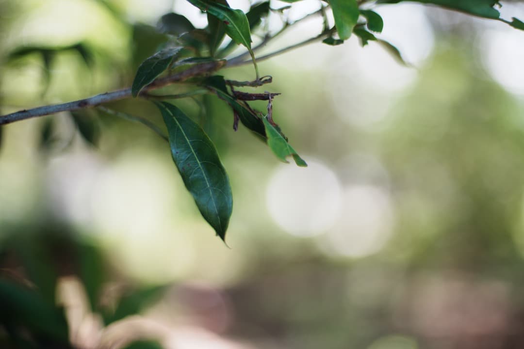 【極美品】動作◎ ニコン　Ai Nikkor 50mm F1.4 871