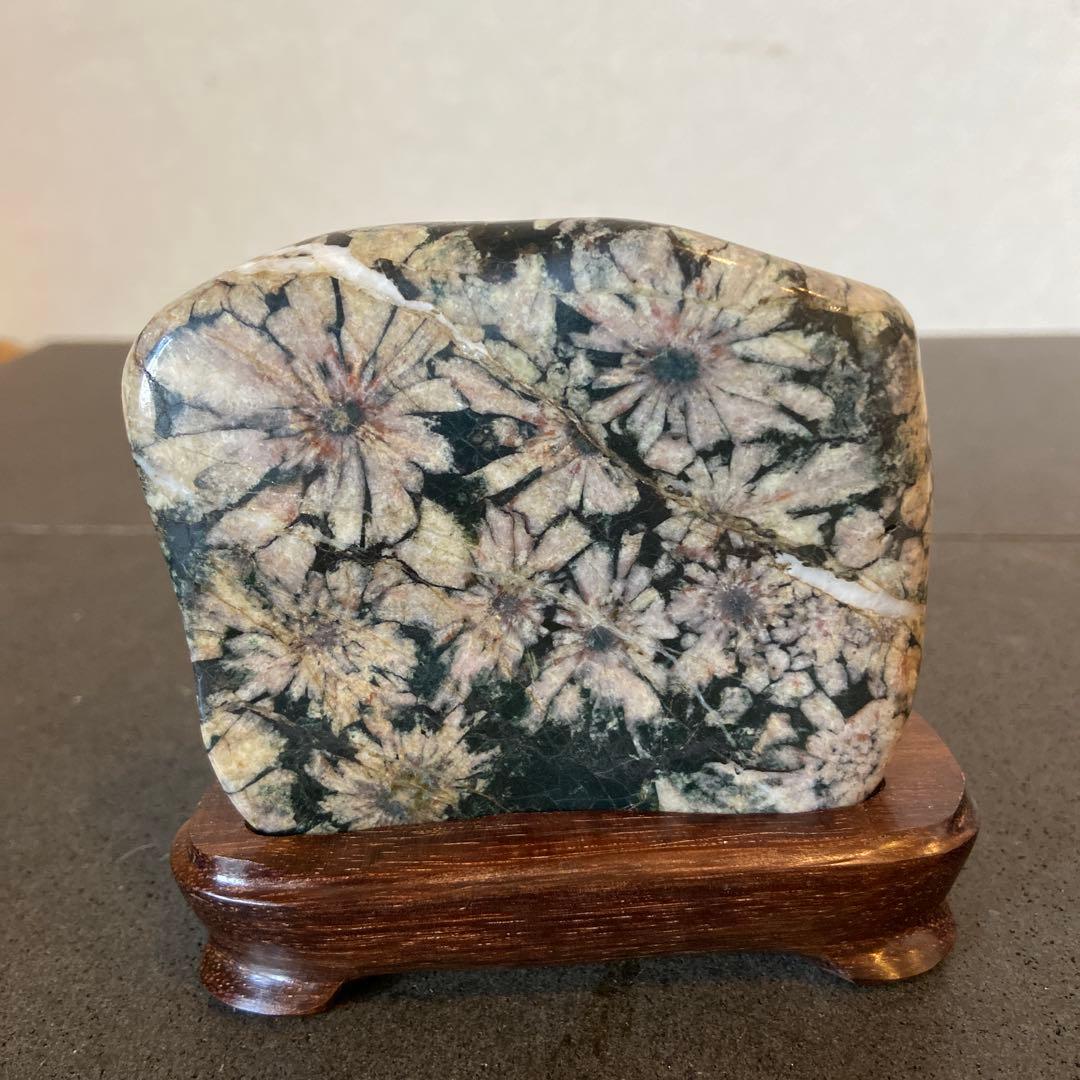 菊花石　★ 鑑賞石　菊花石