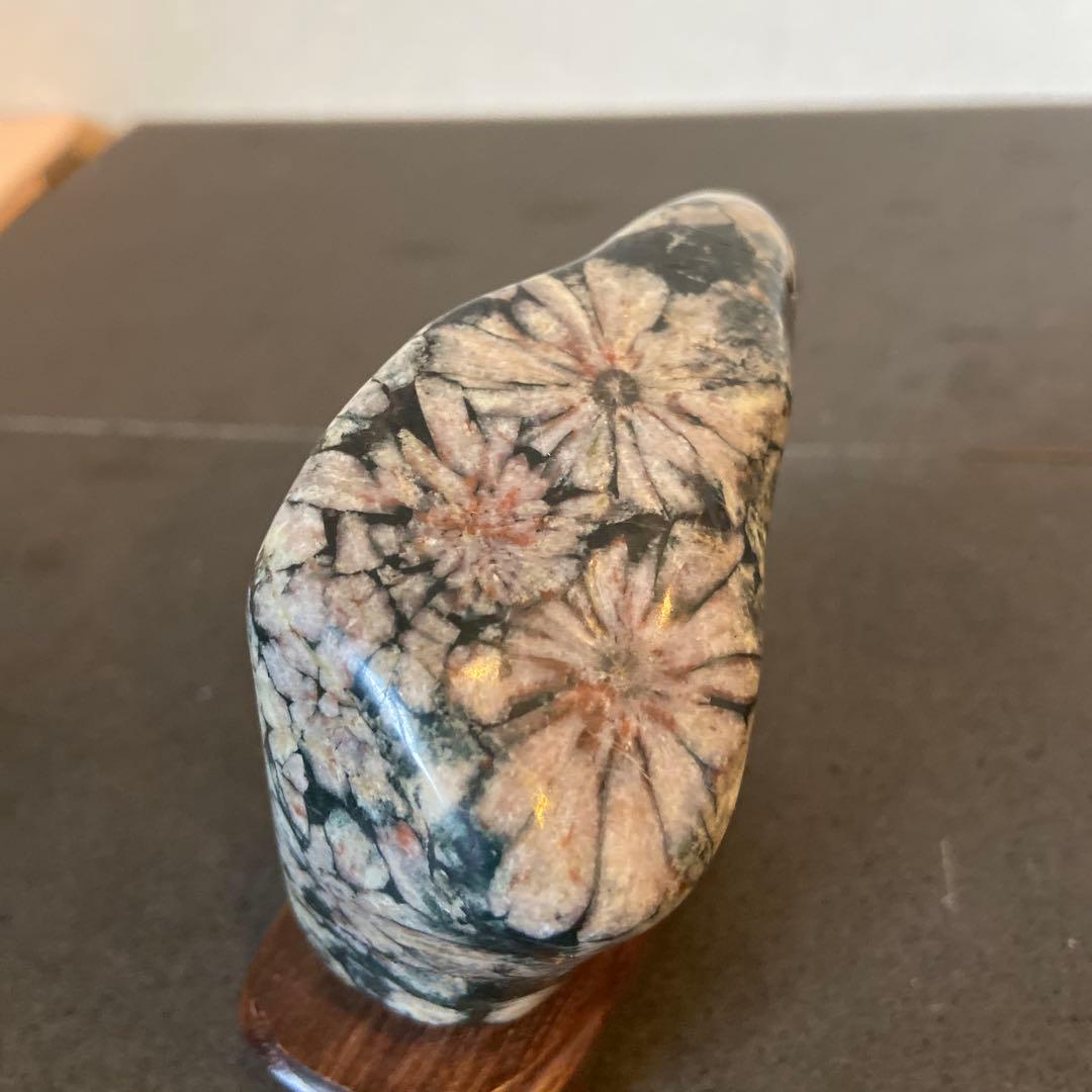 菊花石　★ 鑑賞石　菊花石