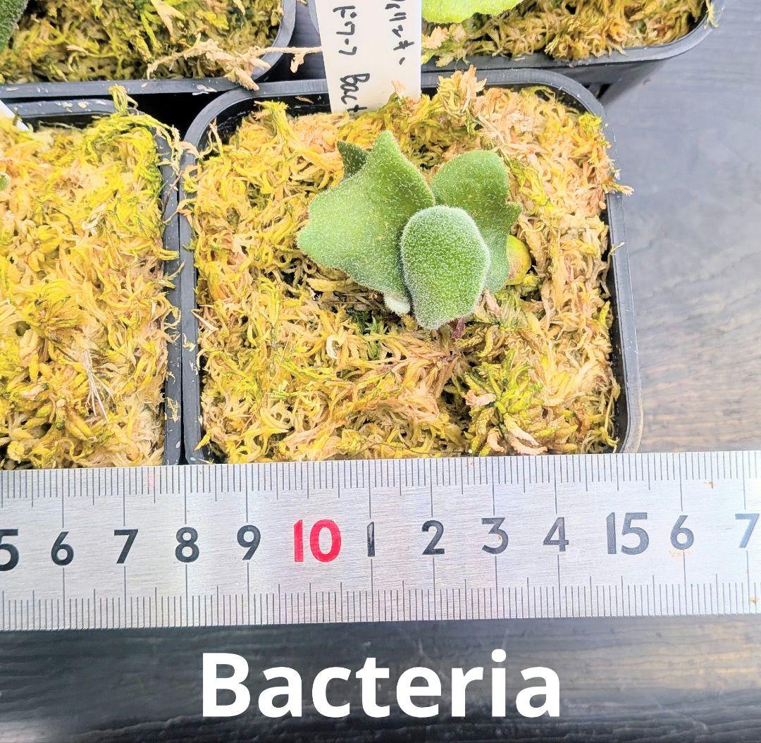 ビカクシダ、ウィリンキー　dwarf　ふみ出品