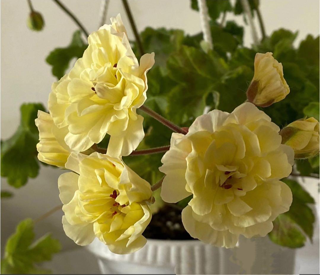 超新品黄色ゼラニウム苗