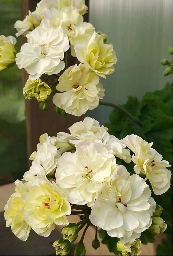 超新品黄色ゼラニウム苗