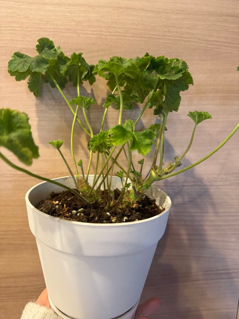 超新品黄色ゼラニウム苗