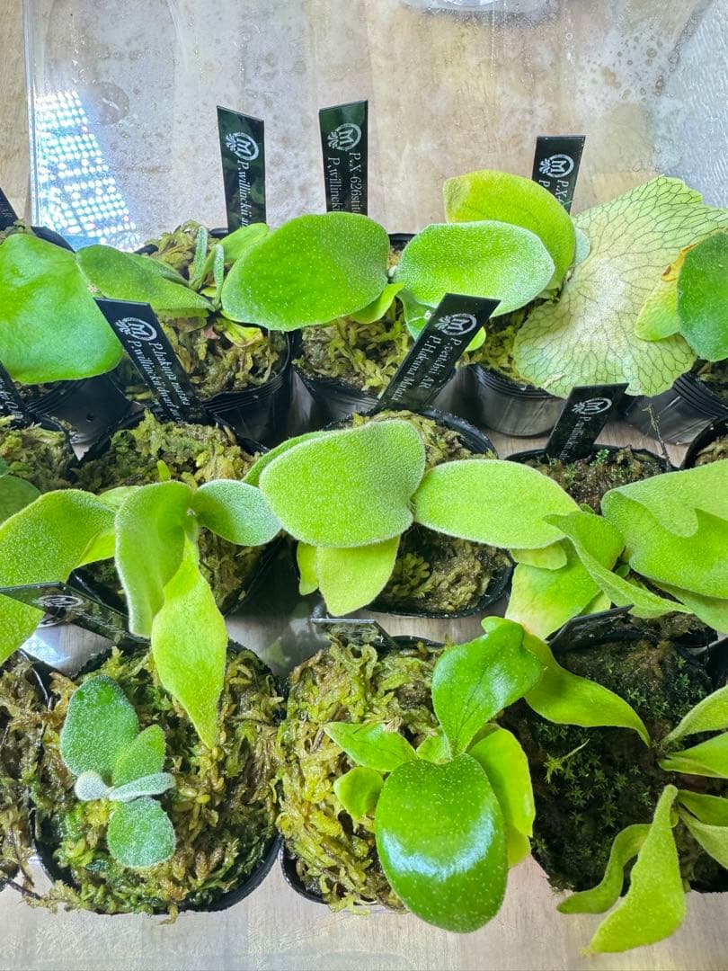 ビカクシダ　15種　②