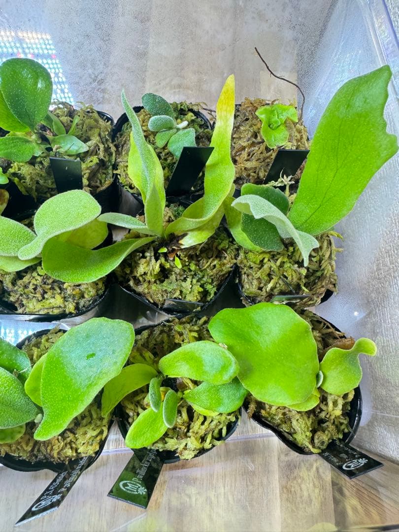 ビカクシダ　15種　②