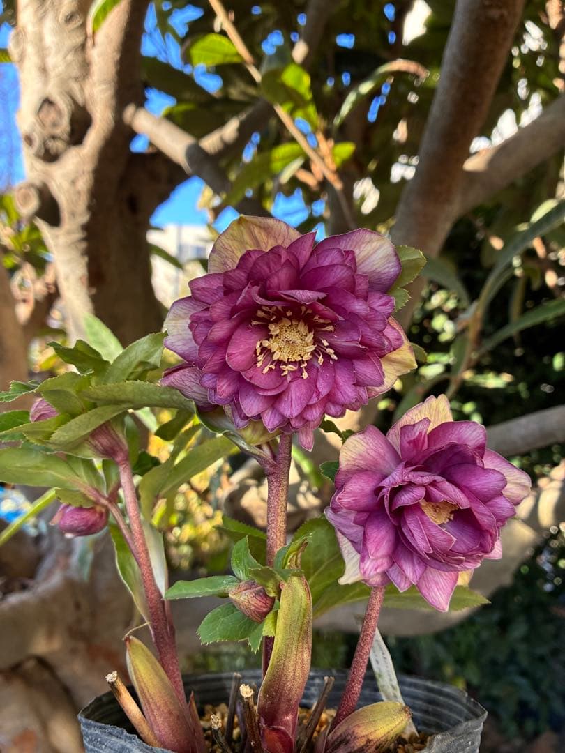 ♡加藤農園♡豪華ボリュームDDピンクゴールド白抜け横向き
