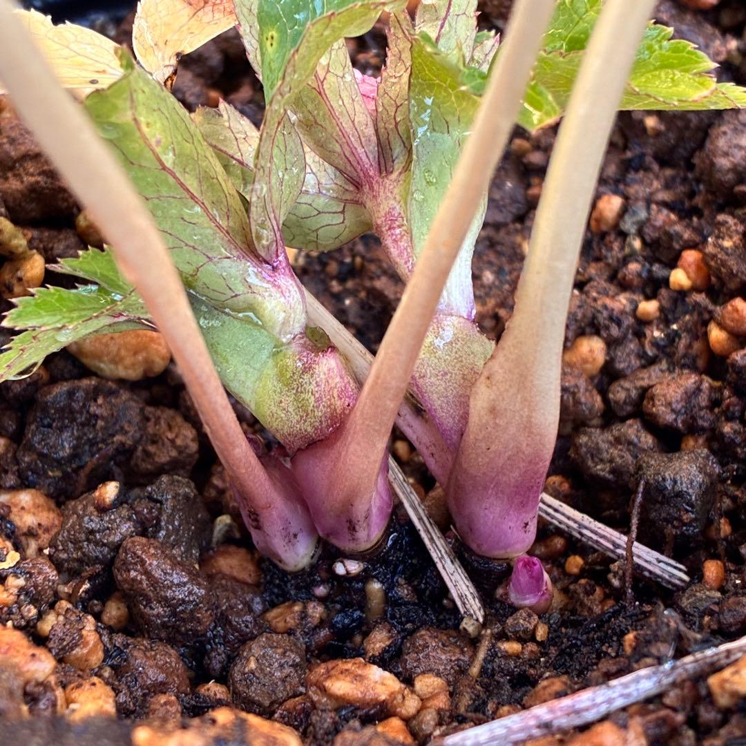 衛*様 3415☘️蕾付き☘️極上☘️⭐️小輪⭐️ ハートSD⭐️オーレア⭐️大