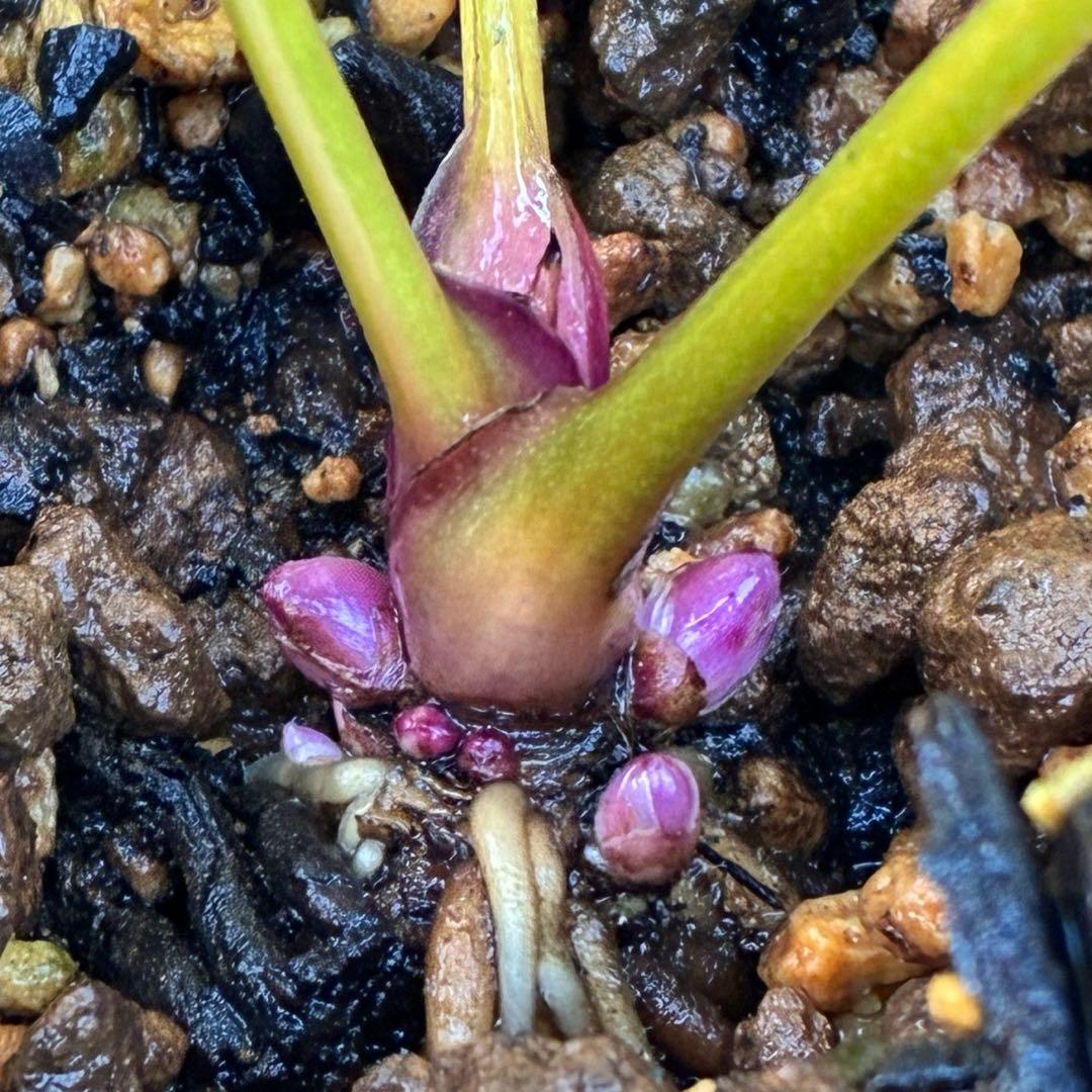 ˙*⋆様 3314⭐️超小輪⭐️フジタ⭐️オーレア⭐️ピコティーフラッシュ⭐️多