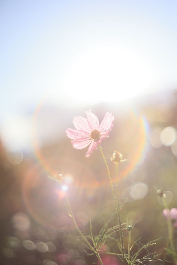 Super-Takumar 55mm F1.8 前期型 S/N：1112572