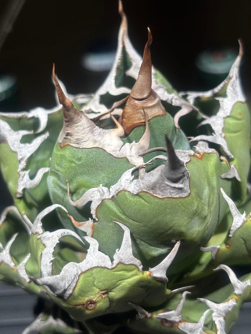 怪物級！アガベスーパーチタノタ（極上株）超S級悪魔くんBAKEMONO高級品種！