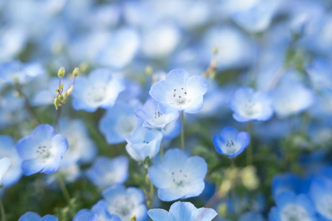 SIGMA 24-70mm F2.8 DG DN ArtソニーEマウント　箱付き