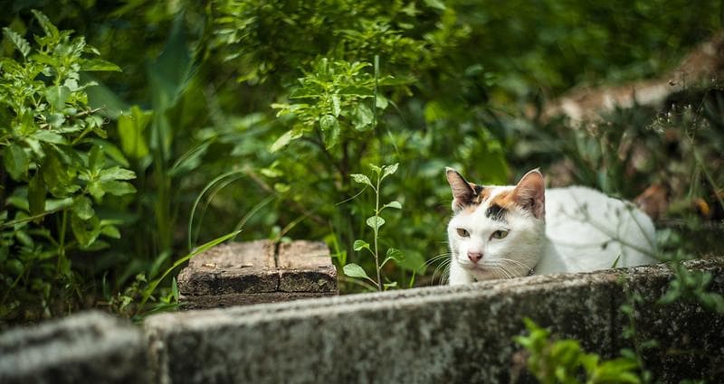 70 デッドストック　ぐるぐるボケレンズ　ヘリオス　44-2　M42アダプター付