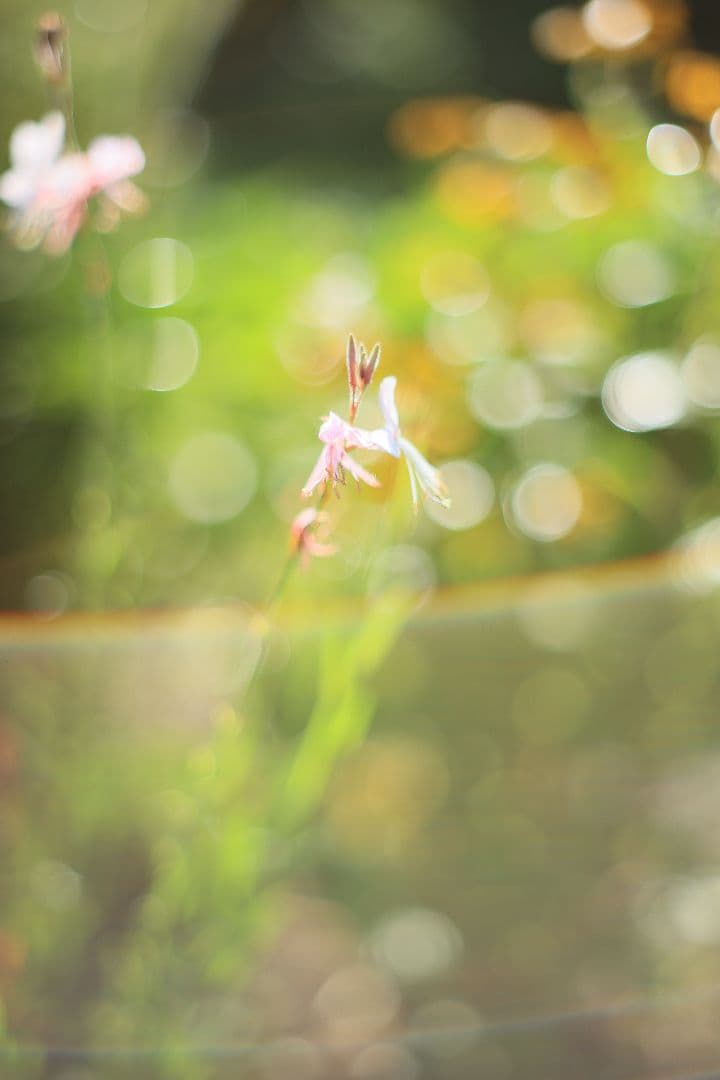 Super-Takumar 55mm F1.8 後期型 光学美品 【黄変除去済】