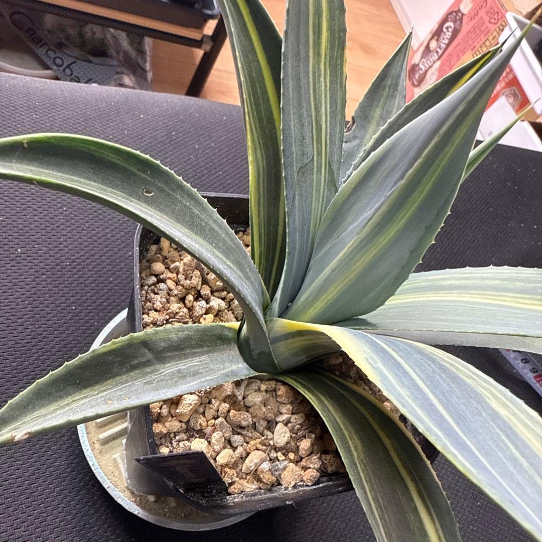 サ*ク様 アガベ　ウェベリー　縞斑