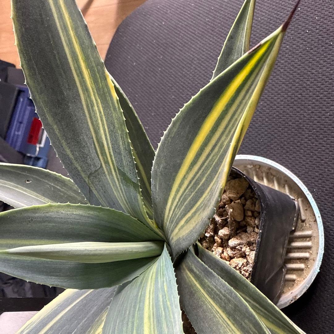 サ*ク様 アガベ　ウェベリー　縞斑