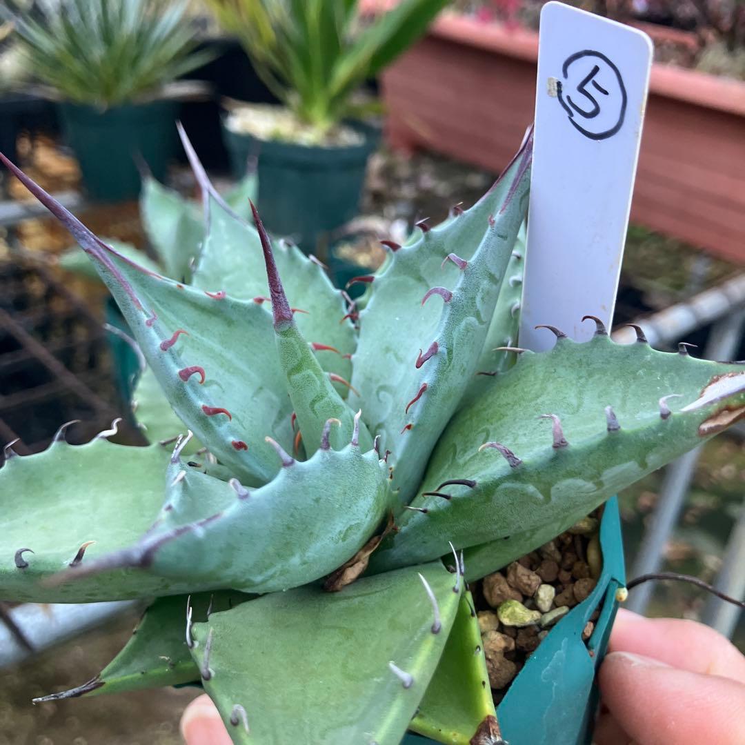 レトロ アガベ マルガリータ