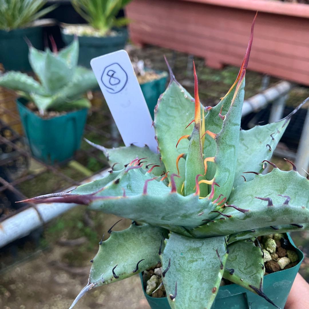 レトロ アガベ マルガリータ