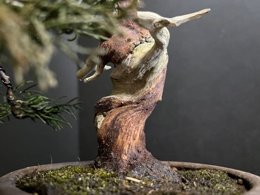 真柏盆栽　糸魚川真柏　古木　捻転シャリ　小品盆栽ミニ盆栽 樹高12cm 喜仙鉢