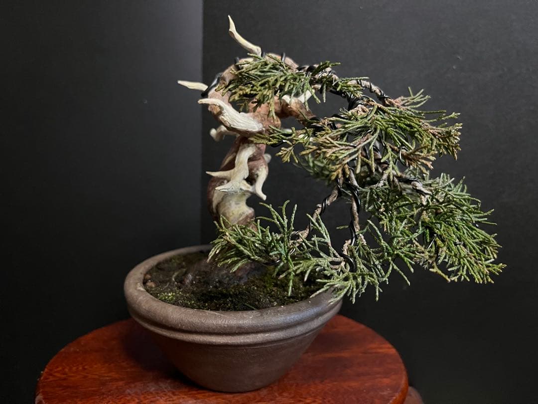 真柏盆栽　糸魚川真柏　古木　捻転シャリ　小品盆栽ミニ盆栽 樹高12cm 喜仙鉢