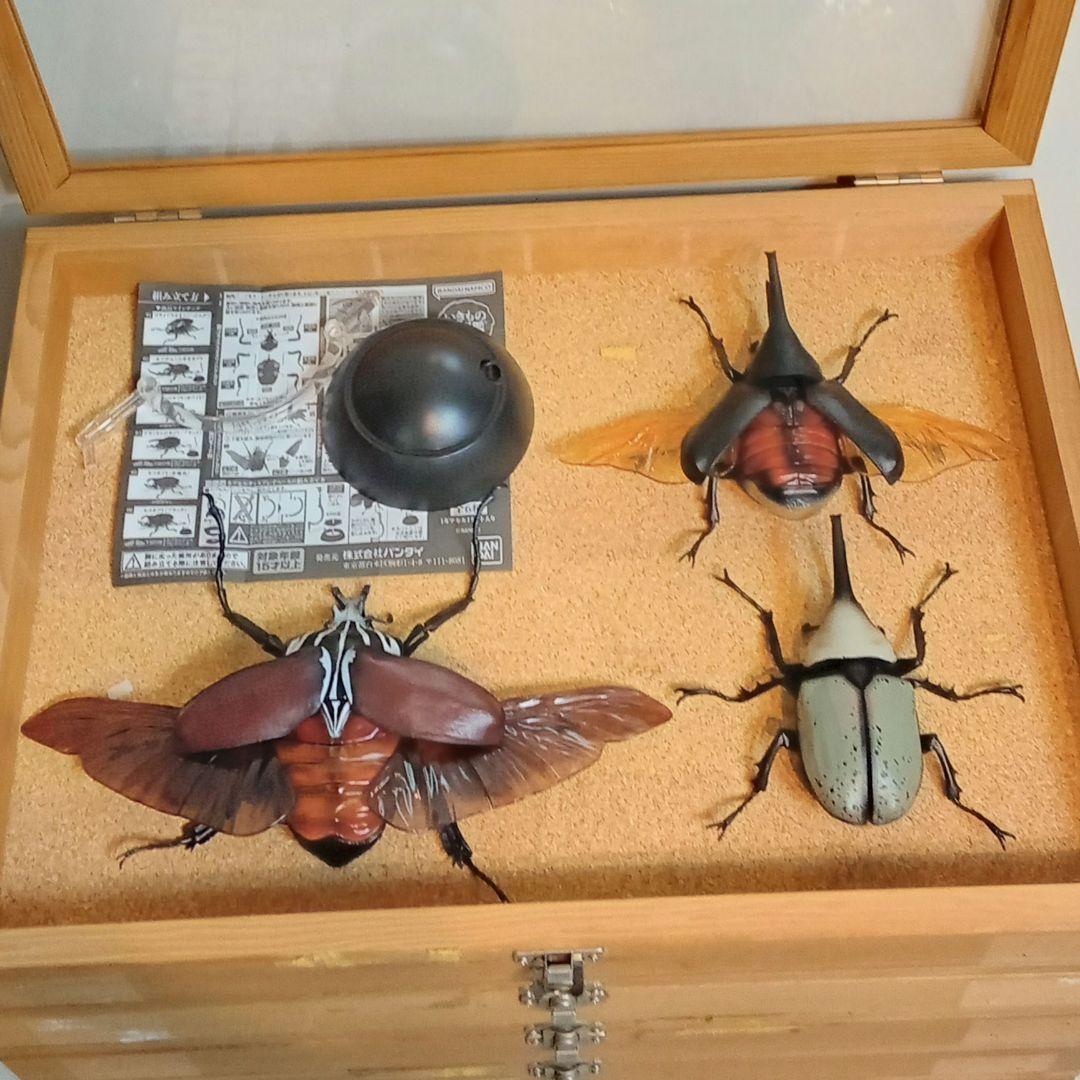 木製昆虫標本箱　５個セット
