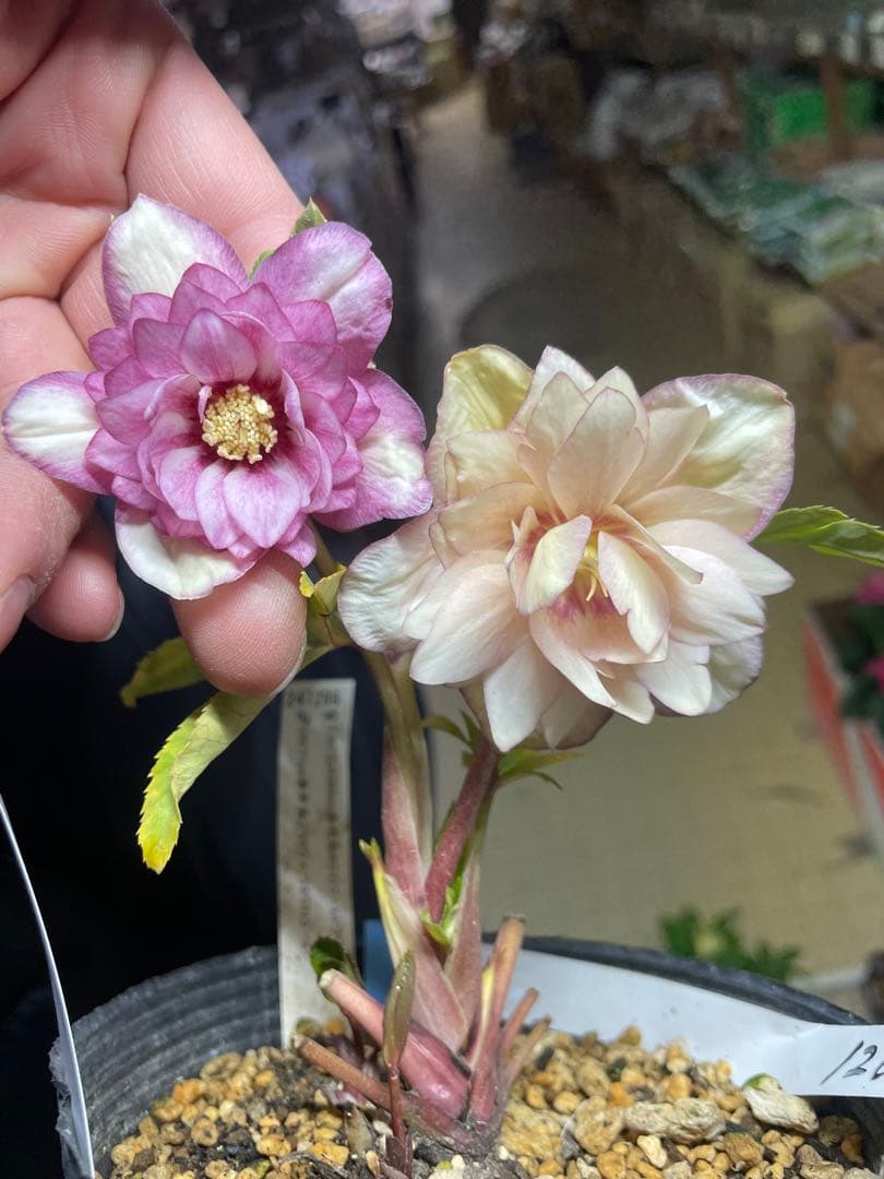 加藤農園 プリマヴェーラピンクゴールド クリスマスローズ